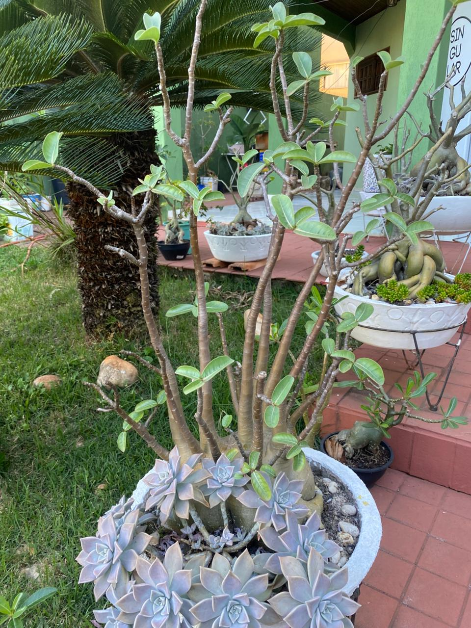 Rosa do deserto florida